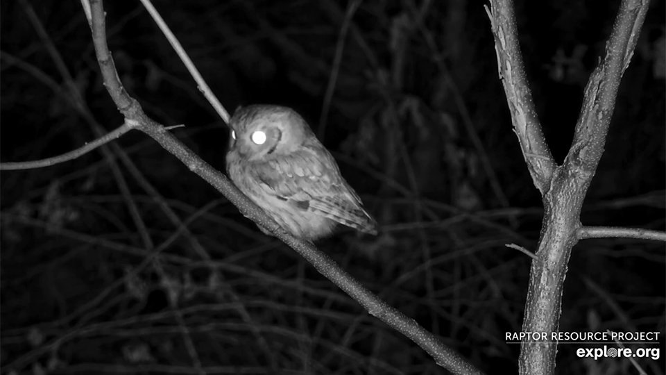 January 2, 2025: A screech owl hunts near the north nest