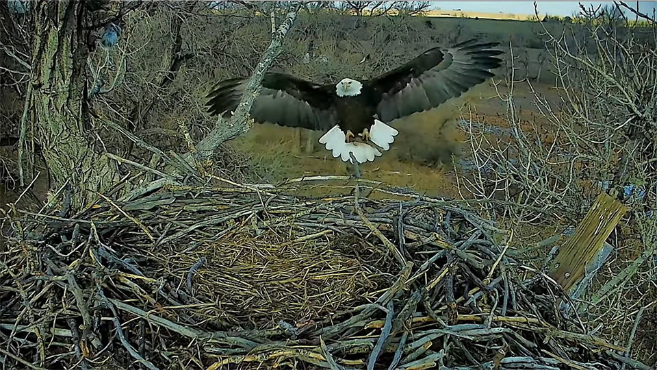 January 5, 2025: Ma catches a fish, then a magpie shares her leftovers - https://youtu.be/PXJnWrAgNiI?si=yJbb6sHlpVq_6SiT. Ma took a break from nestorations to bring in a fish. After she was done eating, a Black-billed Magpie cleaned up her nestovers!

At Decorah North, nuthatches and woodpeckers commonly provide avian clean-up services. But at Fort St. Vrain, we see Black-billed Magpies! Birds of The World tells us that they frequently followed bison-hunting Native Americans, entered tents to steal meat, and took food from the hand. It's no surprise that we see them foraging at Fort St. Vrain despite Ma and Pa's occasional discouragement! 