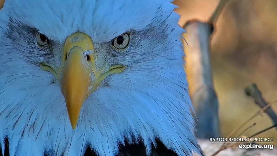 January 6, 2025: DNF. Our camera operators noted that she was busy defending her territory. I wouldn't cross her!