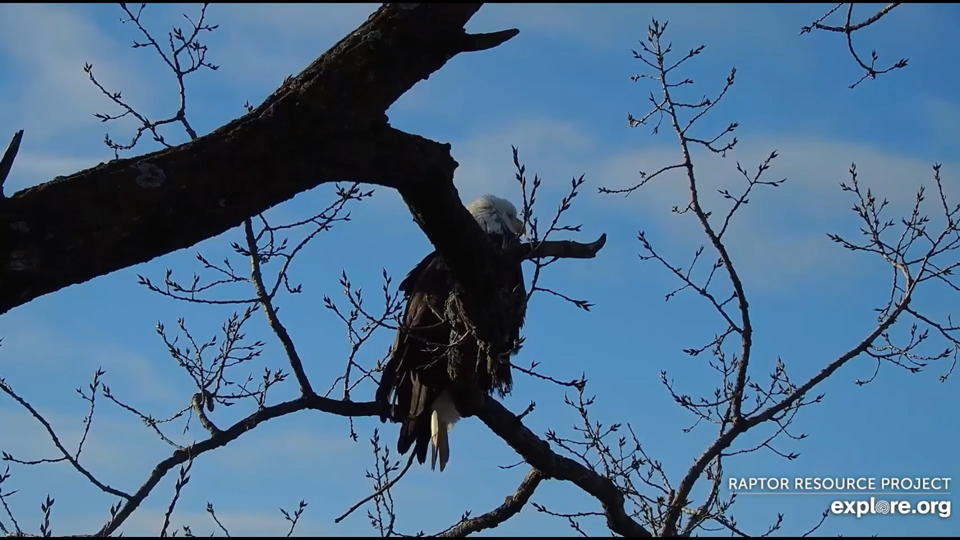 anuary 6, 2025: HM perched near N1. January 6th brought at least two eagle visitors to HM and HD's territory. We saw four adults perching together very early in the morning: https://youtu.be/5KsUV_eKBJM?si=2pXj4NWeOtxGvQhV&t=97. They left with no incidents and HM and HD went about their day.

