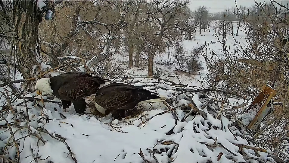 January 7, 2025: Snow removal continues at the Xcel Energy Fort St. Vrain nest!