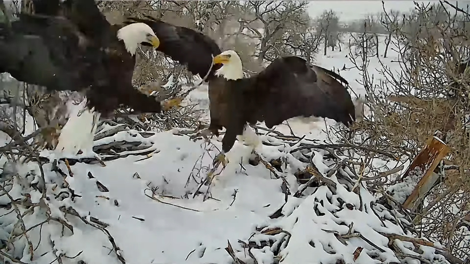 January 7, 2025: Watch out, Pa! A storm dropped several inches of snow on Fort St. Vrain and left Ma and Pa digging out the nest and hauling in new material: https://youtu.be/MWf4XCaOJc4?si=Q-_puLpLzaYXtfp7