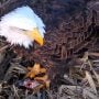 January 9, 2025: DNF caught a nice trout for breakfast – https://youtu.be/X2GebRWdrYo?si=6g5qKAufUzY11AcH. While Bald Eagles eat a wide variety of food, their favorite thing is fish! Although the species change, fish make up from 68 to 88% of meals at our nests. We tend to see whatever is most common and easiest to catch: trout and sucker at the North nest and sucker, carp, and trout at Fort St. Vrain. We’re still working on fish ID in Trempealeau, but we’ve seen gar come into the nest, reflecting its location on the Mississippi River. To learn more about what our eagles eat, follow this link: https://www.raptorresource.org/tag/menu/