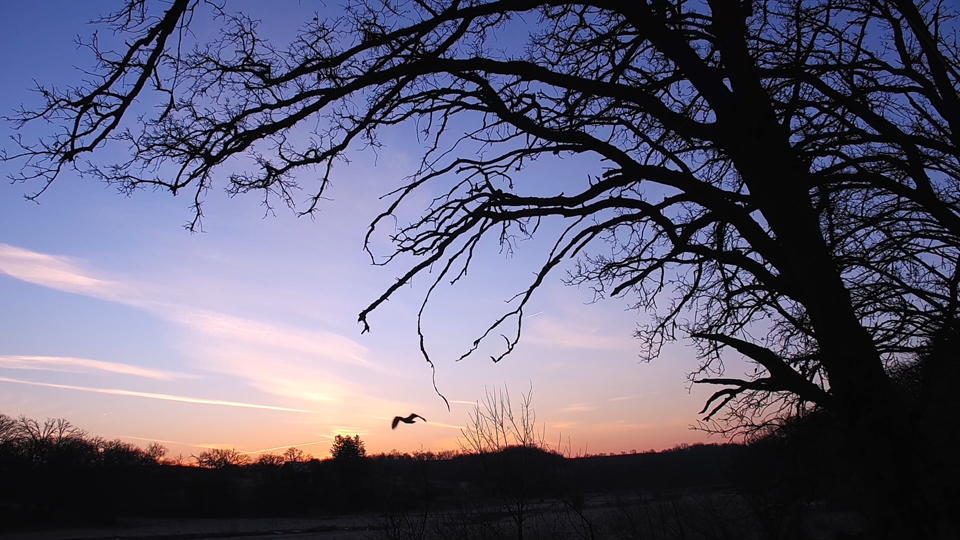 January 9, 2025: Another nice look at DNF flying into the nest with a trout.