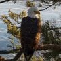 January 8, 2025: Nice views of Mrs. T at Trempealeau – https://youtu.be/z1HzC7ew9BY?si=775ijXmLvdl2Y-rL