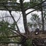 January 12, 2025: The Trempealeau Eagles at work on their nest.