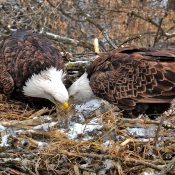 January 22, 2025: Nest building, beaking, and bonding