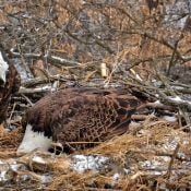 January 22, 2025: Mr. North prepares the North nest for eggs. IN: Rustic cornhusk bedding. OUT: Squirrel-fur lined silk sheets!