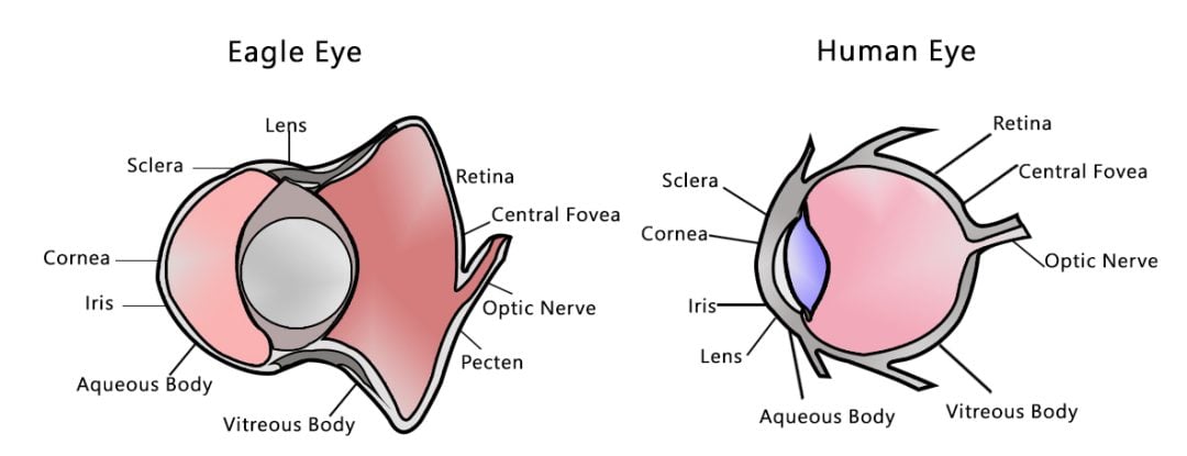 Eagle Eye versus Human Eye