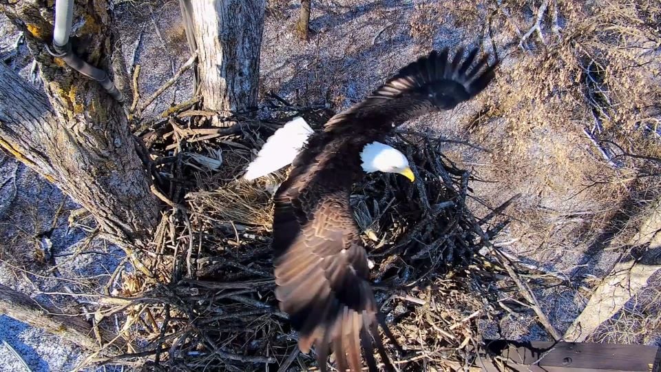 February 10, 2025: Fly like an eagle! Mr. North shows off his long wings and unparalleled aviation  skills