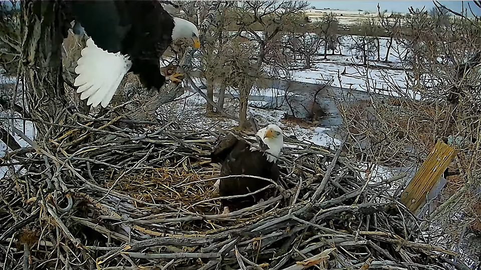 Ma FSV brings a large branch to the nest. She used to begin laying eggs in mid-February, but since she took a new mate, she's dropped back to late February. We'll see what happens this year!