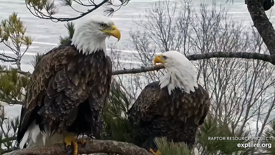 February 3, 2025: A glimpse of Mrs. T's developing brood patch.