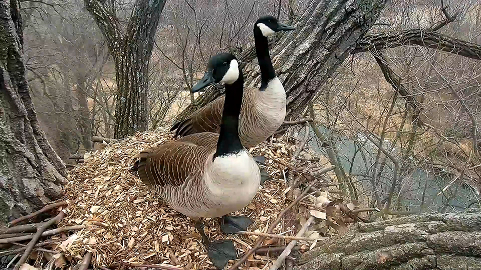 February 2, 2025: Canada Geese checked out N1 and N2B today! HM was not happy about the N2B check...