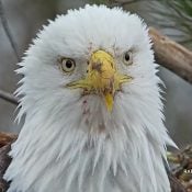 February 2, 2025: Mr. T and his messy beak!