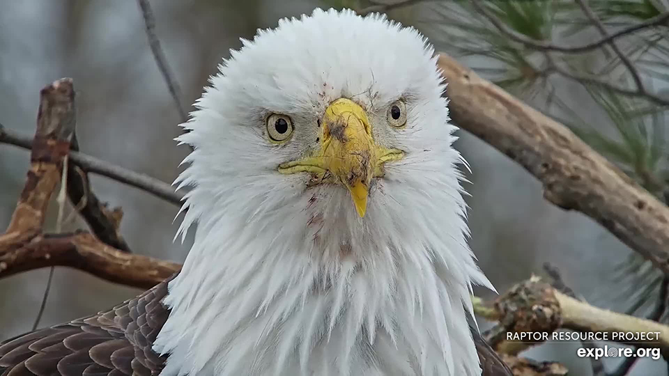 February 2, 2025: Mr. T and his messy beak!