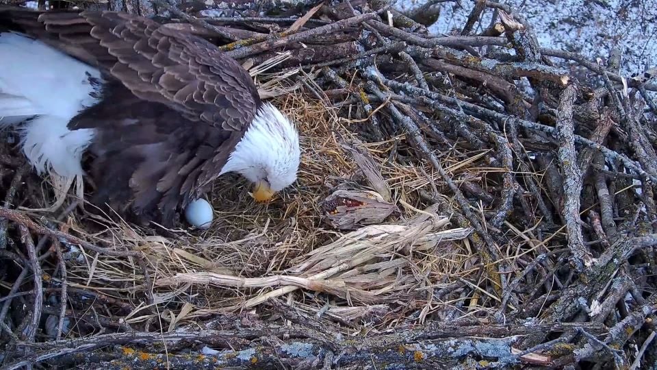 February 11, 2025: DNF's first egg!