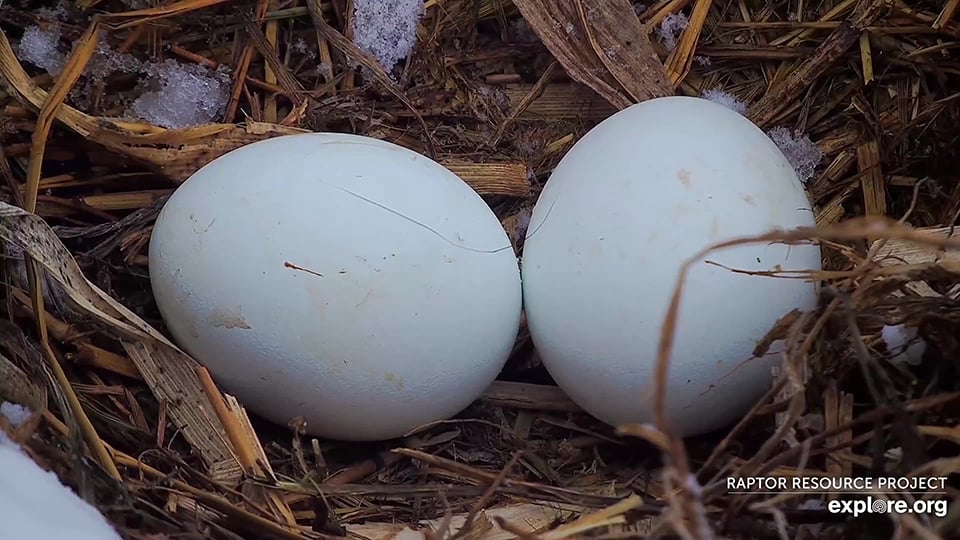 February 15, 2025: DNF's eggs. Eagle eggs don’t freeze easily or quickly.