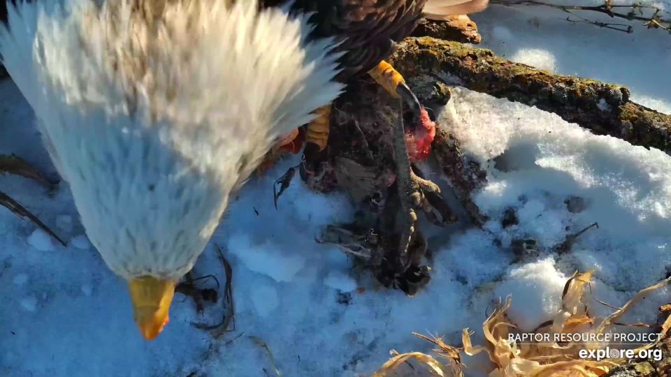 February 16, 2025: Pheasant for breakfast