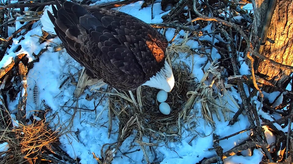 DNF and her two eggs on a snowy evening.