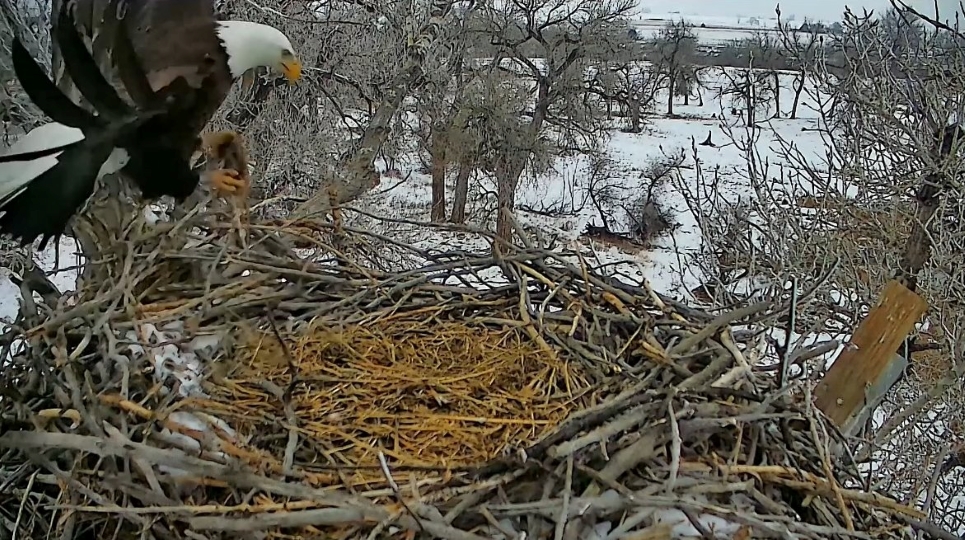 February 17, 2025: Pa brings fresh materials to the nest. Does Ma's sojourn on the nest last night signal in earlier egg? 