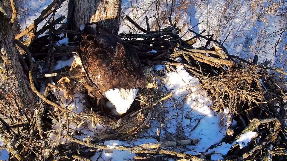 February 18, 2025: DNF rolls her eggs.