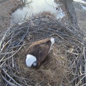 February 22, 2025: A first egg for Ma and Pa at the Xcel Energy Fort St. Vrain nest!