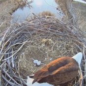 February 26, 2025: A glimpse of the eggs!