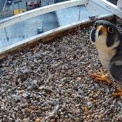 February 27, 2025: Peregrine Falcon Ardy at US Bank. Ardy is a 2015 hatch from Ardent Milling in Lake City, MN: about 67 miles north as the falcon flies.