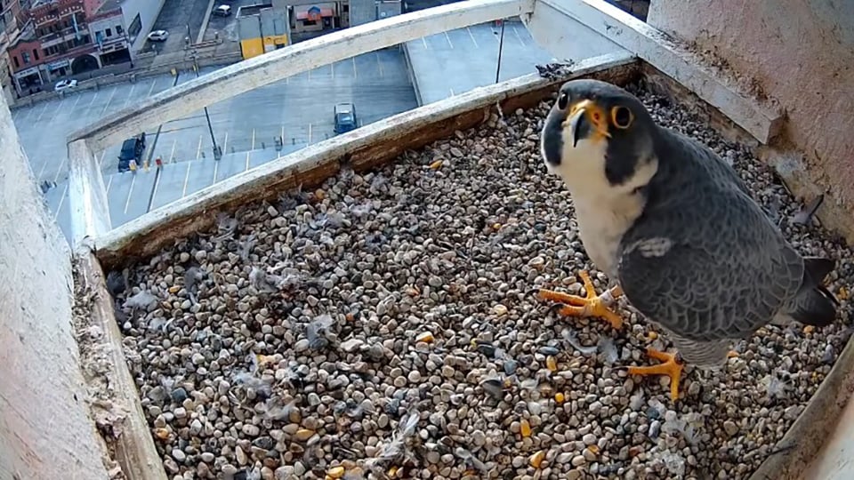 February 27, 2025: Peregrine Falcon Ardy at US Bank. Ardy is a 2015 hatch from Ardent Milling in Lake City, MN: about 67 miles north as the falcon flies.