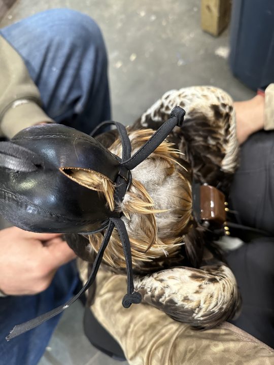 We hood GOEA to keep handlers and eagles safe. Raptors are extremely visual creatures. Hooding them helps keep them calmer.