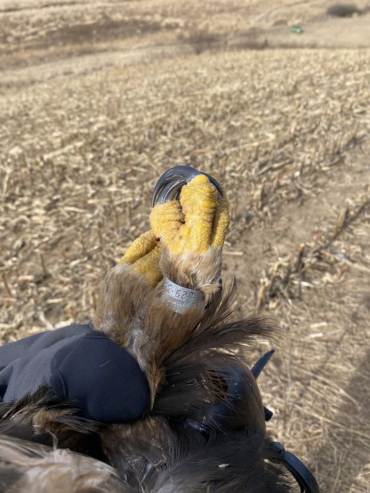 Another look at 150's booted or feathered legs. Bald Eagles are sea eagles and have featherless legs, which helps them fish. GOEA have booted or feathered legs.