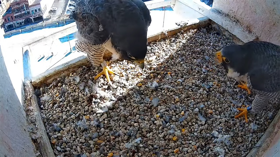 Julie 90/Z and Zazu 18/U in the US Bank La Crosse nestbox
