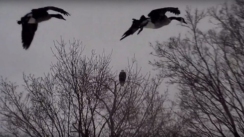 Canada Geese and a Bald Eagle in Decorah.