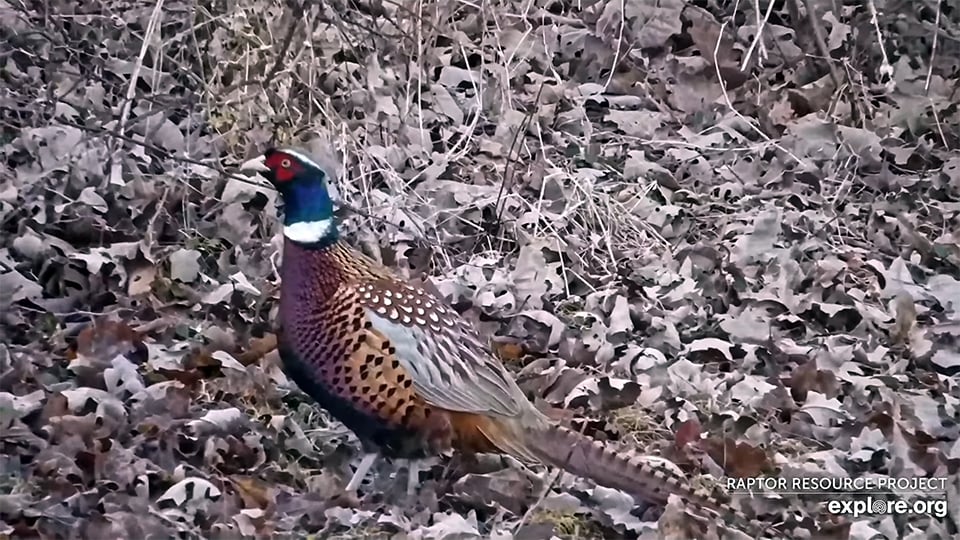 February 28, 2025: A ring-necked pheasant near the North nest