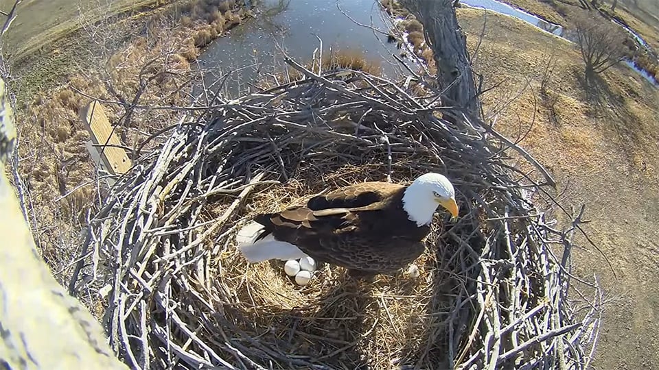 February 28, 2025: A third egg for Ma and Pa FSV!