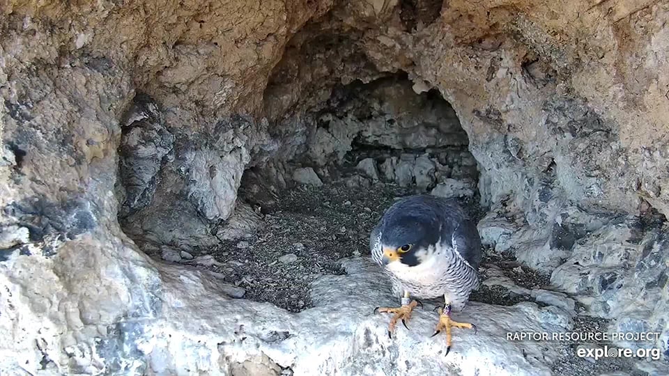 K/92 Faber at Castle Rock. His natal nest is about 11 miles north of this location. His band is black/red because that was the color sequence everyone was using at the time he was banded.  