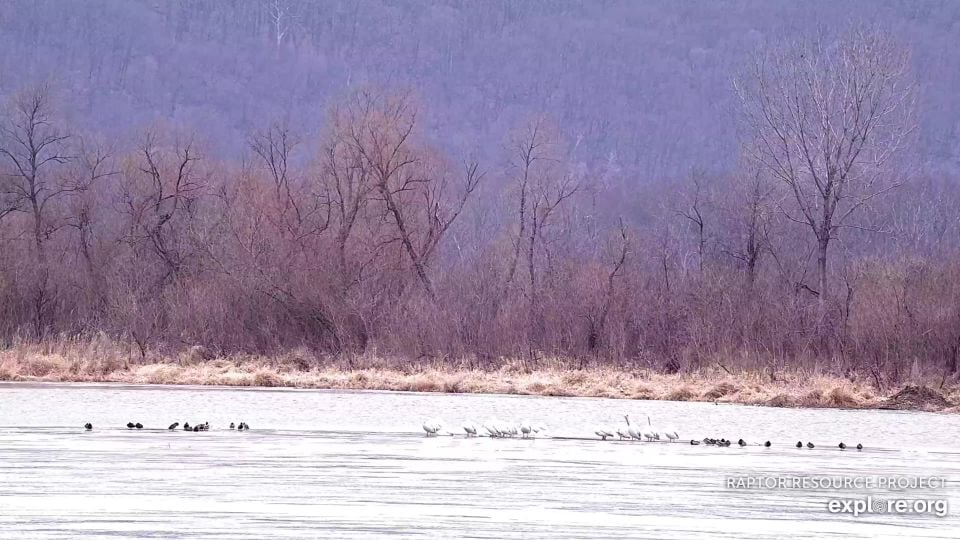 March 3, 2025: Ducks and American White Pelicans on the Flyway