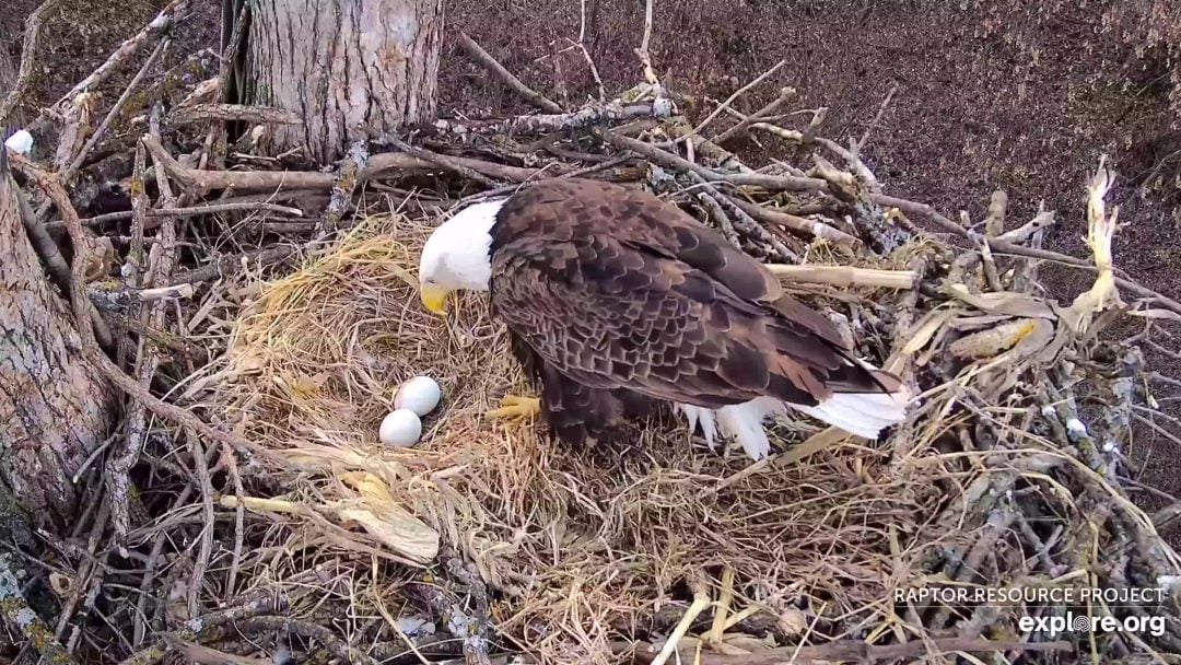 March 3, 2025: A glimpse of DNF's two eggs