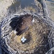 March 4, 2025: Four eggs for Ma FSV