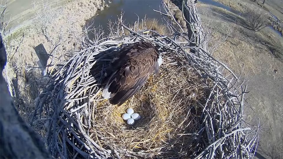 March 4, 2025: Four eggs for Ma FSV