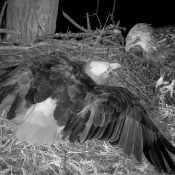March 7, 2025: A subadult intruder in the North Nest
