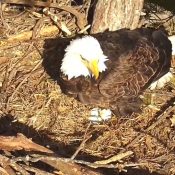 March 10, 2025: A third egg for Mrs. T!