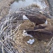 March 28, 2025: Four eggs at the fort St. Vrain Bald Eagles nest