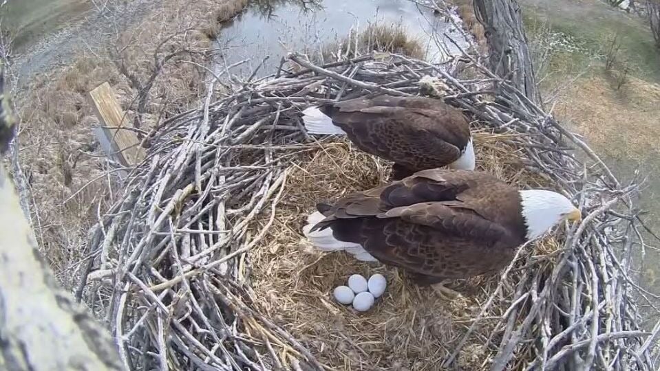 March 28, 2025: Four eggs at the fort St. Vrain Bald Eagles nest