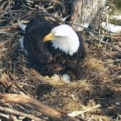Mrs. T laid her second egg today at 12:41 PM