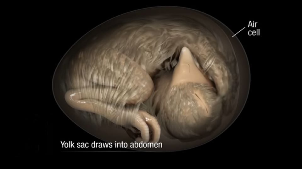 A fully developed embryo lies scrunched up inside the egg, with its ankles at the pointed end and its head at the blunt end. Its neck is bent so that its head lies with its beak poking out beneath the right wing, up against the egg membrane.