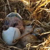 Hatching is hard work!