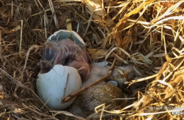 Hatching is hard work!