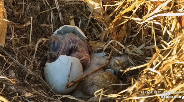 Hatching is hard work!