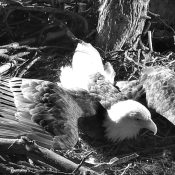 March 11, 2025: Mrs. T responds to a mouse in her nest.